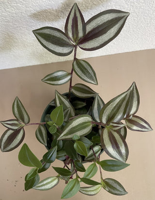Tradescantia Square Pot MTS|70761