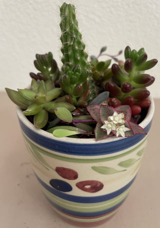 Colorful Succulent Cactus Mug MTS|70897