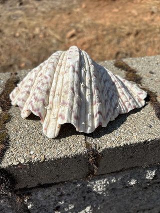12F Bear Paw Clam Shell 7.5” MTS|94100