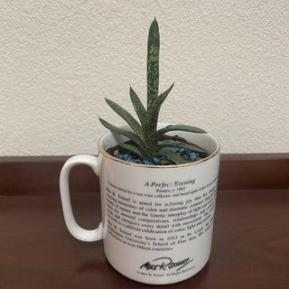 Gasteria Plant in Mug RSV|112615
