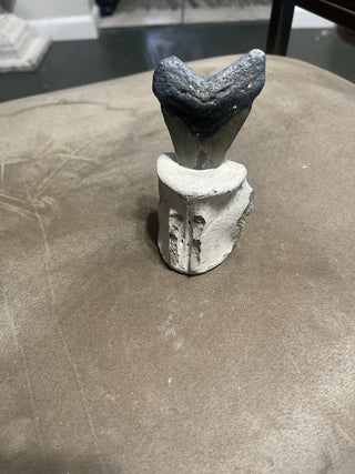 megalodon in fossil vertebrae fantasy rsv