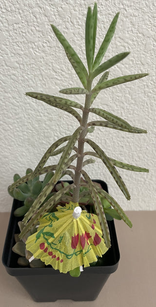 Mother of Millions Succulent Mix Square Pot MTS|70757