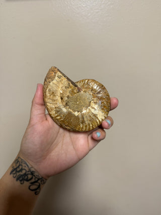 Ammonite Fossil RSV|90946