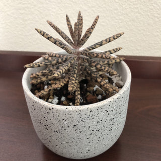 Mother of Millions Succulent Plant Grey Pot RSV