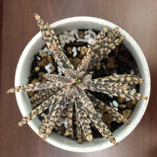 Mother of Millions Succulent Plant Grey Pot RSV