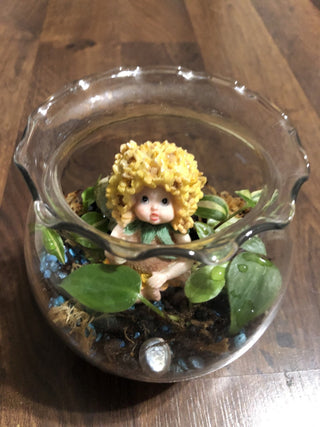 Fairy Terrarium Plant Variety RSV