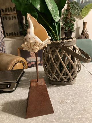 Conch Shell (5”) on Wood Stand (8.5”) RSV|78919