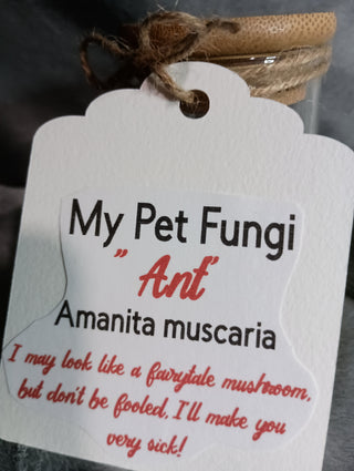 Fungi "Ant"
