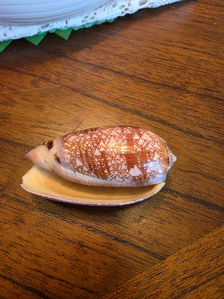 Rare Oliva Porphyria Olividae Tent Olive Shell