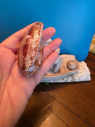Rare Oliva Porphyria Olividae Tent Olive Shell
