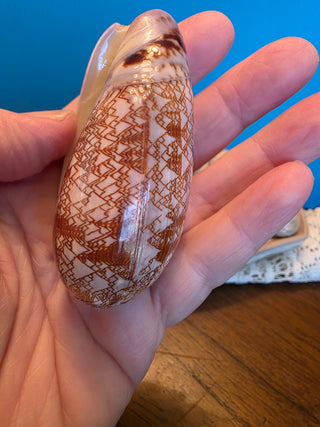 Rare Oliva Porphyria Olividae Tent Olive Shell