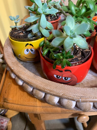 M & M  ceramic w/succulent MTS|127044
