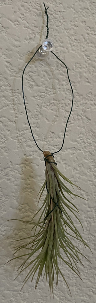 Airplant Tillandsia Hanging RSV|84623