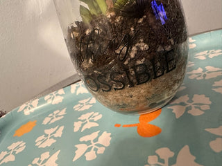 LIVE Plant, Rooted ‘Anything is Possible” Local Pickup Only MTS|120322