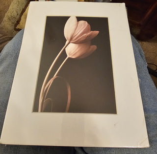 Blush Tulip Art print RSV