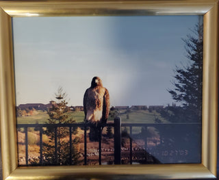 Eagle Picture