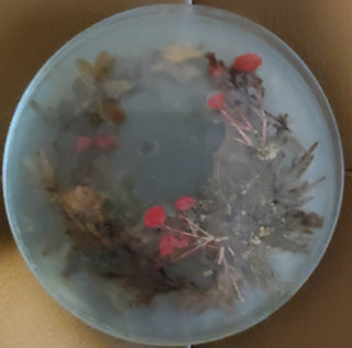 4 Piece dried flowers coasters