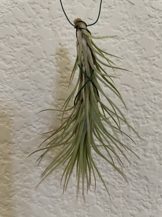 Airplant Tillandsia Hanging RSV|84624