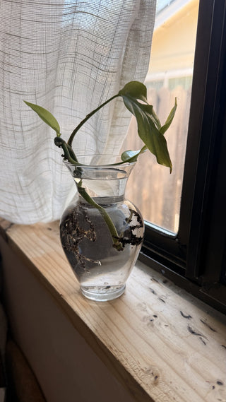 Libbey Glass Vase w/ Mini Monstera (LZD - RSV)|98013