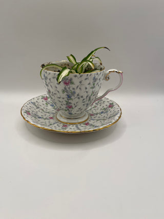 #2921 Pastel Floral Teacup & Spider Plant