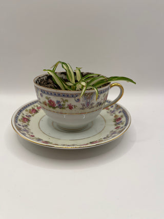 #3293 Teacup & Spider Plant