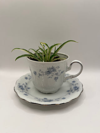 #3294 Gray Floral Teacup & Spider Plant