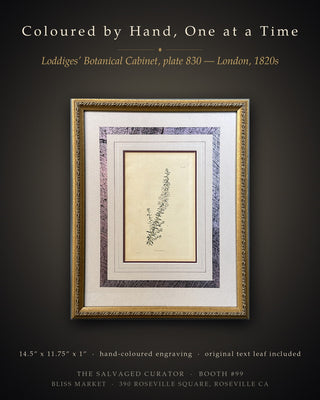 Antique c.1820s Loddiges Botanical Engraving 'Aster aculeatus' - Ethan Allen Framed