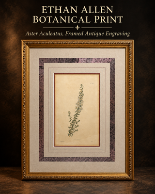 Vintage Ethan Allen Framed Botanical Print - "Aster aculeatus"