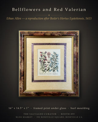 Vintage Ethan Allen Home Collection Framed Botanical Print after Besler's "Hortus Eystettensis" - Bellflowers & Valerian, No. 07-1505 A
