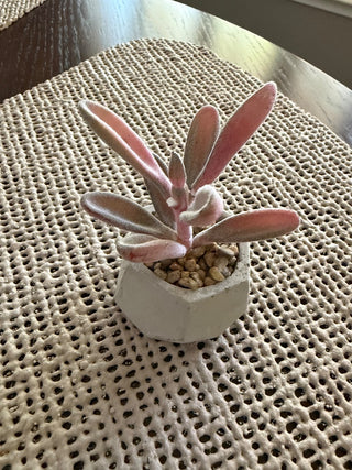 Mini Cactus in Cement Holder RSV|72318