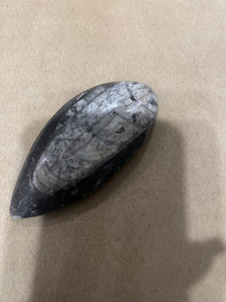 polished Orthoceras rsv