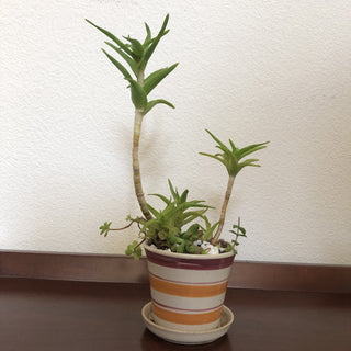 Climbing Aloe Succulent Plant Striped Ceramic Planter RSV