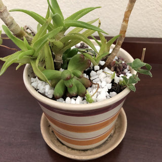 Climbing Aloe Succulent Plant Striped Ceramic Planter RSV