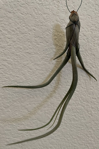 Long Airplant Tillandsia Hanging RSV|84625