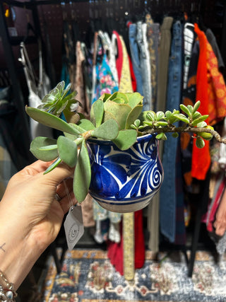 10H Hand painted  blue flower mug with succulents MTS|115932