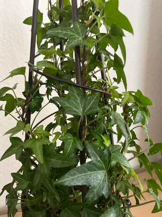 LIVE ENGLISH IVY TOPIARY WITH BRONZED METAL FORM 22.5 X 5 TOP CAN BE REMOVED (KJS) RCD|71888