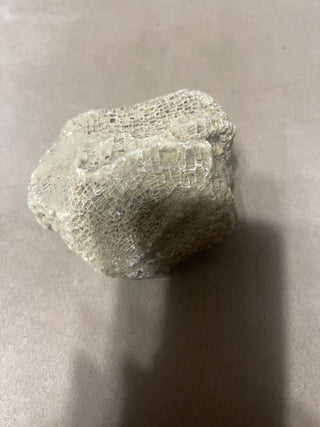 Fossil coral rsv