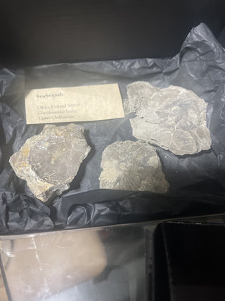fossil Brachiopods rsv