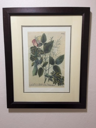 Framed 18 x 24 Botanical Print Banana Tree