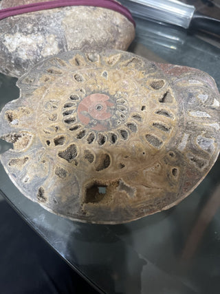 a set of Ammonite fossil rsv