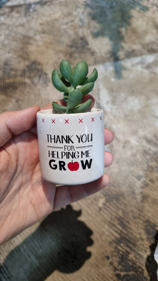 Faux succulent in ceramic pot|38362