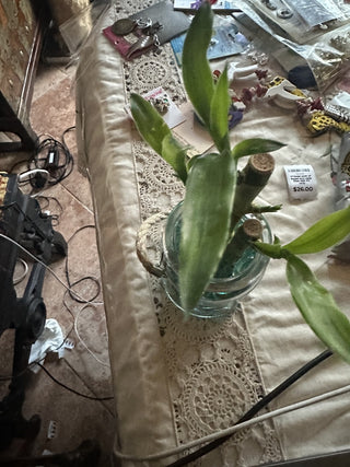 Bamboo plant #62 VV MTS|79502