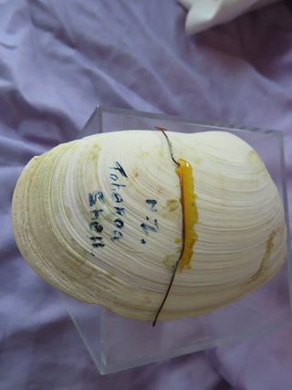 Handpainted shell art MTS