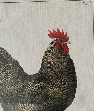 DISTRESSED LOOK ROOSTER PRINT IN METAL TURQUOISE FRAME HANGER ON BACK GREAT CONDITION  16.5 X 21 (KJS) RCD