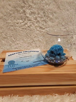 Aquatic Worry-free Pet: Octopus- turquoise, round aquarium, gems, adoption certificate