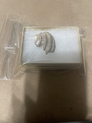 fossil small shell rsv