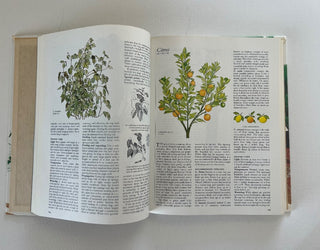 Vintage Success with Houseplants book RSV|80662