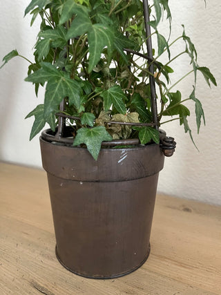 LIVE ENGLISH IVY TOPIARY WITH BRONZED METAL FORM 22.5 X 5 TOP CAN BE REMOVED (KJS) RCD|71889