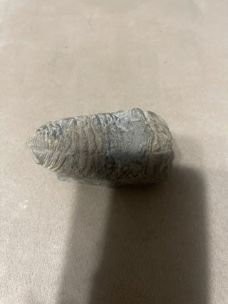 fossil, large trilobite rsv