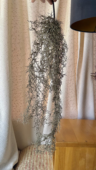 Grey Moss Decor